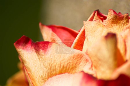 Foto de Detalle pétalo de flores vista de cerca - Imagen libre de derechos