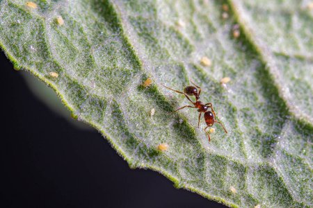 Photo for Ants and aphids, close up - Royalty Free Image
