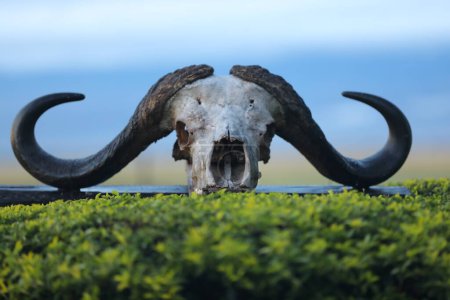Foto de Cráneo de animales de cerca - Imagen libre de derechos