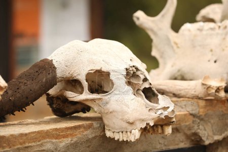 Foto de Cráneo animal en África - Imagen libre de derechos