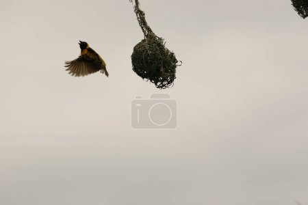 Photo for Bird flying out from nest - Royalty Free Image