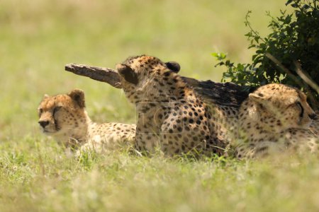 Foto de Animales de guepardo en la hierba - Imagen libre de derechos