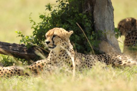 Photo for Cheetah In Grass close up - Royalty Free Image