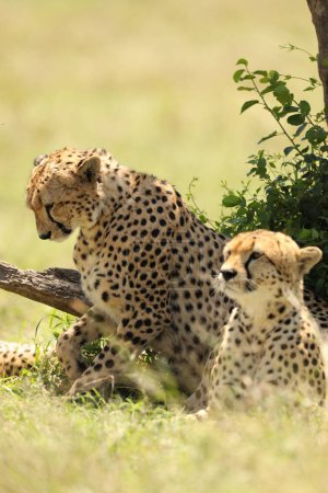 Téléchargez les photos : Guépard animaux dans l'herbe - en image libre de droit