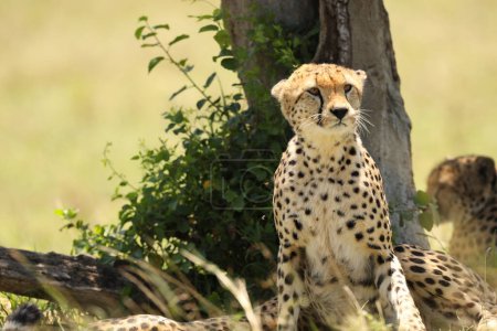Foto de Animal guepardo en concepto de naturaleza, flora y fauna - Imagen libre de derechos
