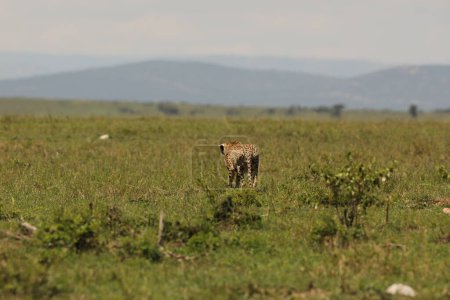 Téléchargez les photos : Cheetah Dans Herbe, image colorée - en image libre de droit