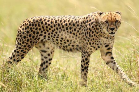Téléchargez les photos : Guépard animal dans la nature herbe, flore et faune concept - en image libre de droit
