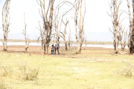Téléchargez les photos : Arbres secs au Kenya - en image libre de droit