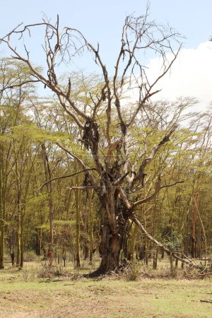 Téléchargez les photos : Arbre sec vue nature - en image libre de droit