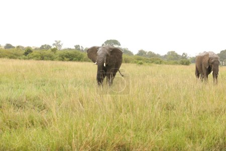 Téléchargez les photos : Éléphants à la nature sauvage, vue de jour - en image libre de droit