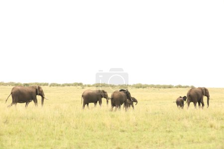 Téléchargez les photos : Éléphants à la nature sauvage, vue de jour - en image libre de droit