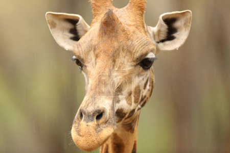 Téléchargez les photos : Belle girafe dans l'habitat naturel - en image libre de droit