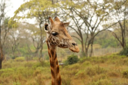 Photo for Beautiful giraffe in nature habitat - Royalty Free Image