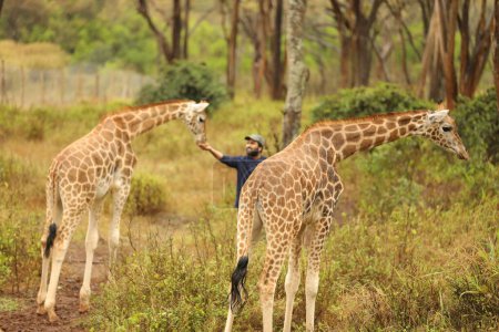 hombre alimentación jirafas en la recreación