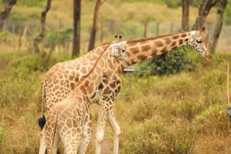 Téléchargez les photos : Girafe dans la forêt, faune, faune, flore - en image libre de droit