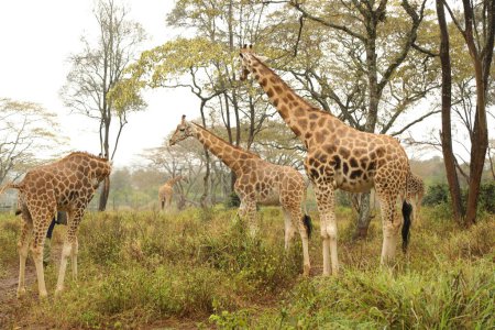 Téléchargez les photos : Girafe dans la forêt, faune, faune, flore - en image libre de droit