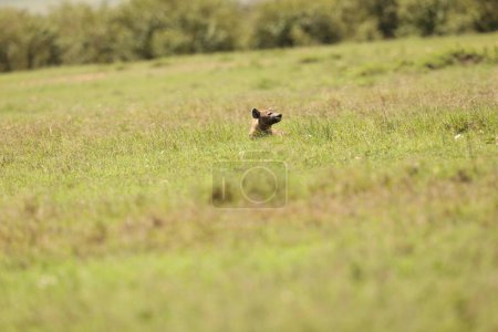 Téléchargez les photos : Wild Spotted Hyena gros plan - en image libre de droit