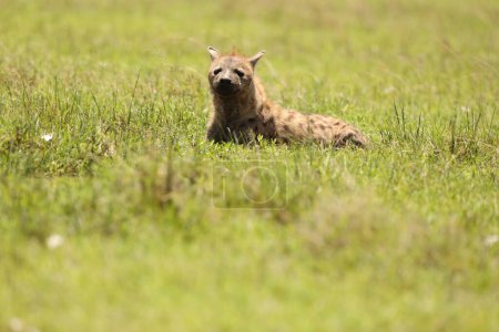 Photo for Wild Spotted Hyena in grass - Royalty Free Image