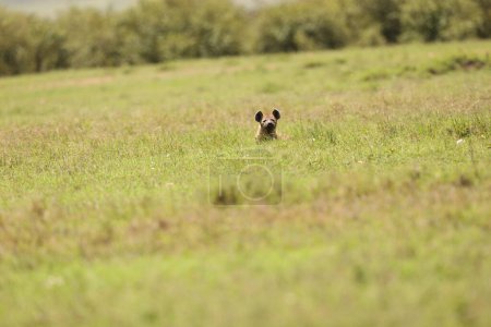 Téléchargez les photos : Hyène sauvage tachetée dans l'herbe - en image libre de droit