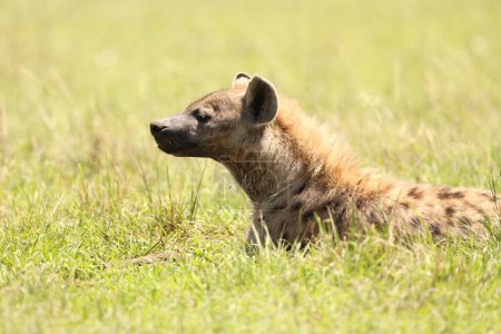 Téléchargez les photos : Hyène sauvage tachetée dans l'herbe - en image libre de droit