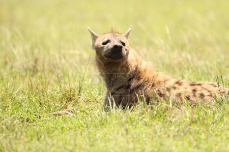 Photo for Wild Spotted Hyena in grass - Royalty Free Image