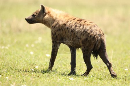 Foto de Wild Spotted Hyena de cerca - Imagen libre de derechos