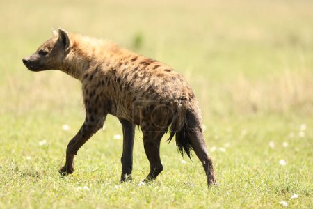Photo for Wild Spotted Hyena close up - Royalty Free Image