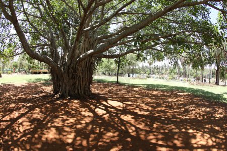 Foto de Vista cercana de las ramas de los árboles. Naturaleza, flora - Imagen libre de derechos