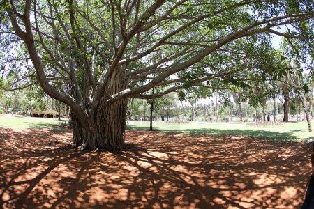 Foto de Vista cercana de las ramas de los árboles. Naturaleza, flora - Imagen libre de derechos