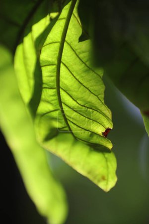 Foto de Macro shot of  Medicated Leaf - Imagen libre de derechos