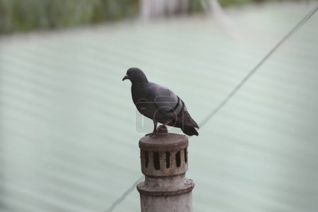 Photo for Close up of Pigeon sitting on the roof - Royalty Free Image