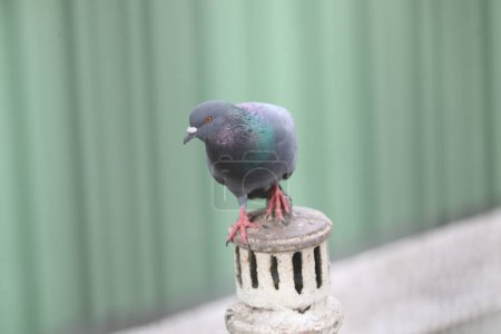 Photo for Pigeon sitting on the fence, close up - Royalty Free Image