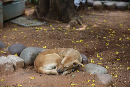 Photo for Street Dog sleeping close up - Royalty Free Image