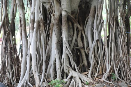 Téléchargez les photos : Racines de l'arbre énorme, vue rapprochée - en image libre de droit