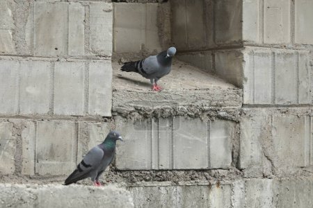 Téléchargez les photos : Pigeons assis sur le mur de ciment sur le site - en image libre de droit