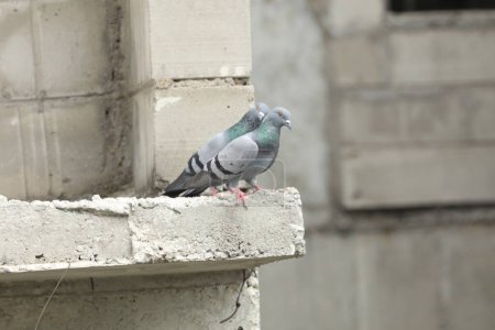 Téléchargez les photos : Pigeons reposant sur un bâtiment abandonné en béton - en image libre de droit