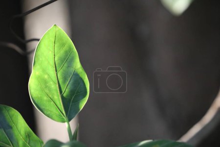 Photo for Medicated green leaf on blurred background - Royalty Free Image