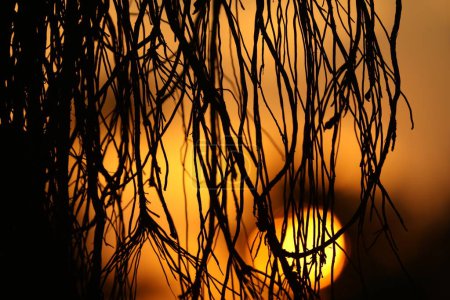 Téléchargez les photos : Racines d'arbre énorme sur fond de lumière du coucher du soleil - en image libre de droit