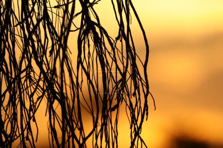 Téléchargez les photos : Racines d'arbre énorme sur fond de lumière du coucher du soleil - en image libre de droit