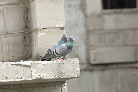 Téléchargez les photos : Pigeons reposant sur un bâtiment abandonné en béton - en image libre de droit