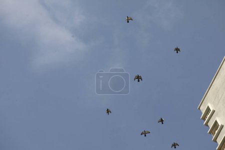 Téléchargez les photos : Oiseaux volant dans le ciel - en image libre de droit