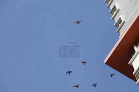 Foto de Aves volando en el cielo - Imagen libre de derechos