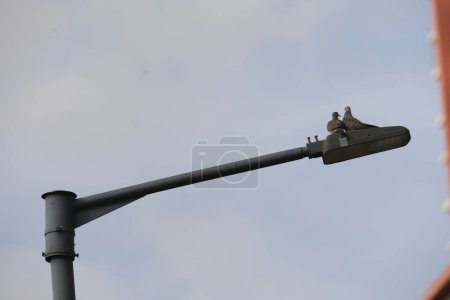 Photo for Doves sitting on street lamp - Royalty Free Image