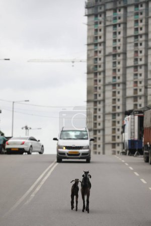 Téléchargez les photos : Goats on a city road - en image libre de droit