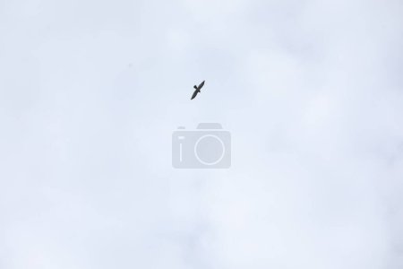 Photo for Birds flying in sky - Royalty Free Image