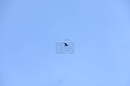 Téléchargez les photos : Oiseaux volant dans le ciel - en image libre de droit