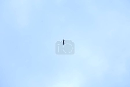 Photo for Birds flying in sky - Royalty Free Image