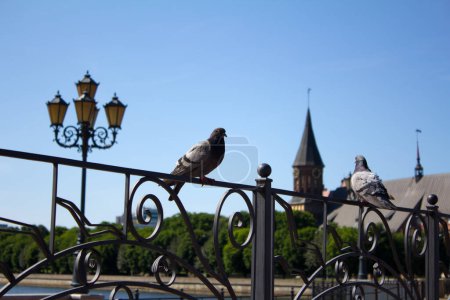 Téléchargez les photos : Deux pigeons sur les portes - en image libre de droit