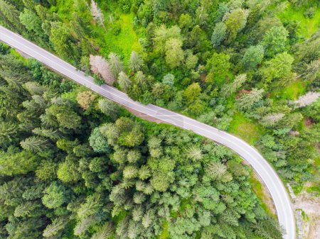 Téléchargez les photos : Route en forêt, vue d'en haut - en image libre de droit