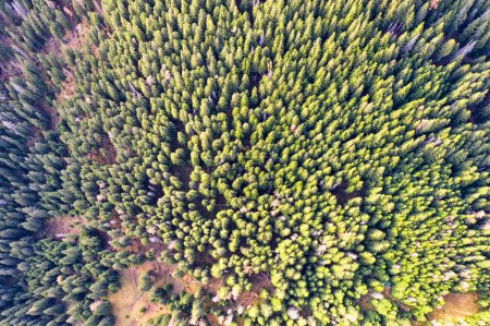Téléchargez les photos : Forêt verte vue d'en haut - en image libre de droit